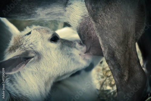 Fototapeta Naklejka Na Ścianę i Meble -  Feeding Baby Goat