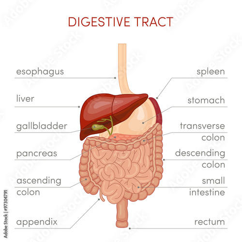 Digestive tract vector