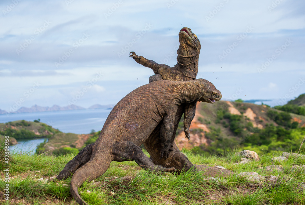 Fototapeta premium Komodo Dragons are fighting each other. Very rare picture. Indonesia. Komodo National Park. 