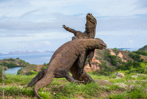 Komodo Dragons are fighting each other. Very rare picture. Indonesia. Komodo National Park.  © gudkovandrey