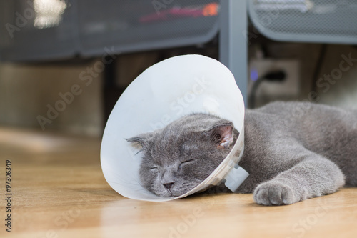 Fototapeta Naklejka Na Ścianę i Meble -  sick cat with veterinary cone collar prevent him scratch his ear