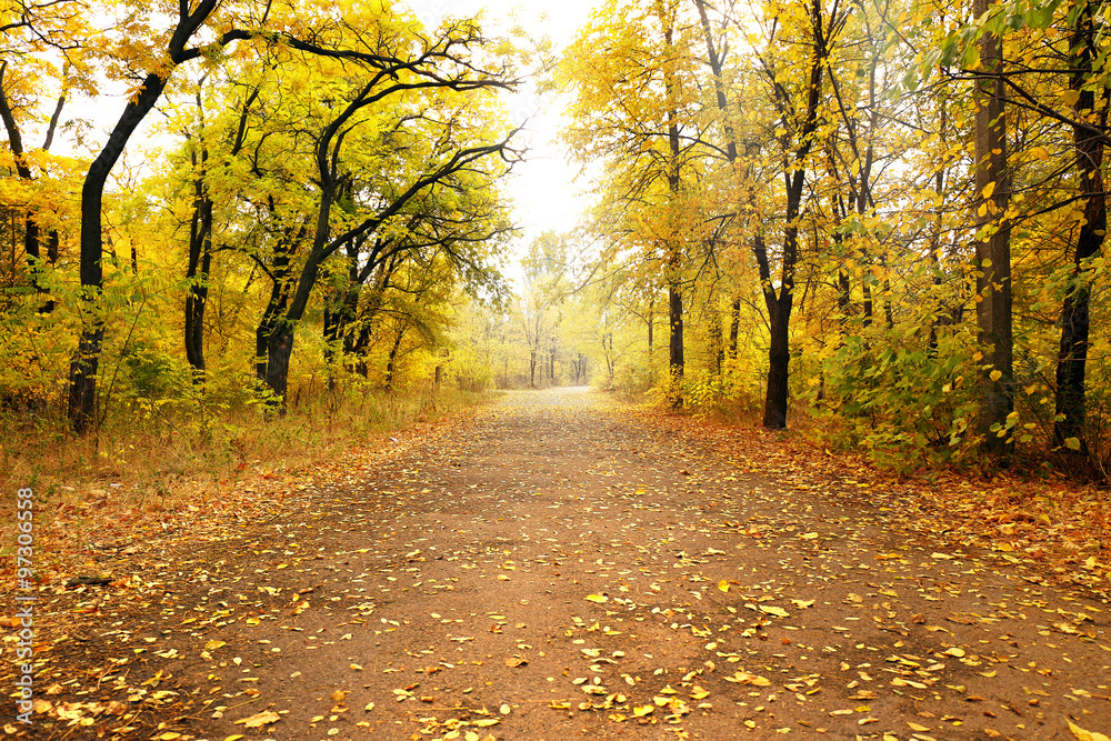 Obraz premium Autumn park