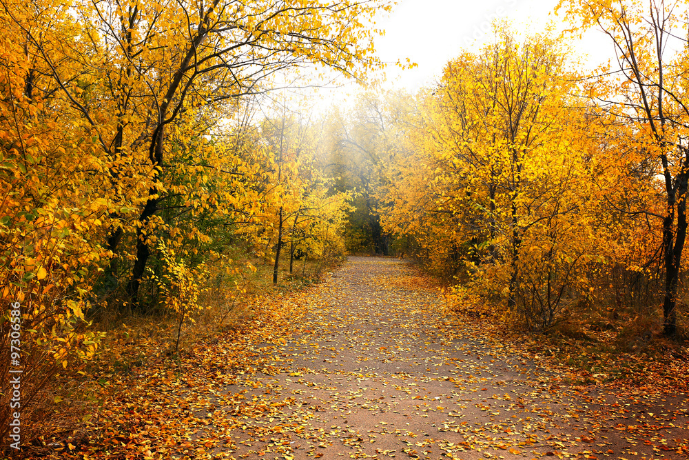 Fototapeta premium Autumn park