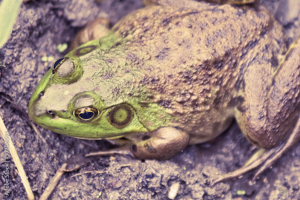 Fototapeta premium Bull Frog Mud