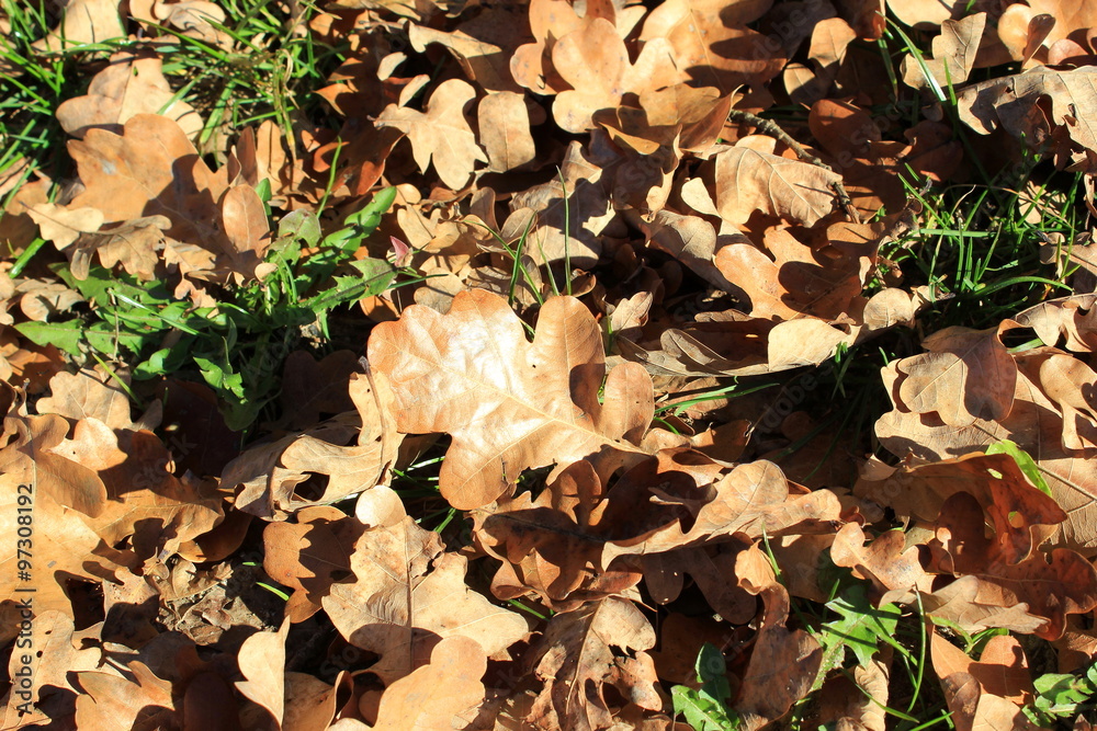 Braune Eichenblätter liegen im Herbst auf dem Boden Braune Eichenblätter liegen im Herbst auf dem Boden