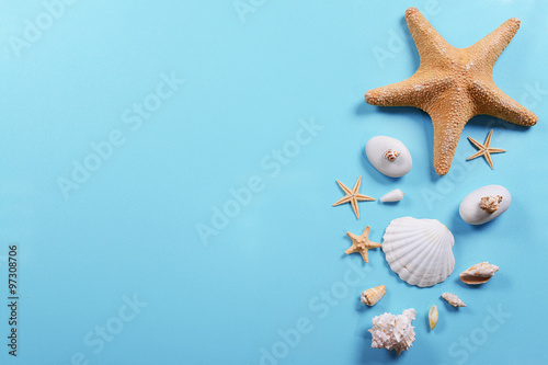 Seashells on light blue background