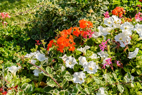 Common Flower Garden In Spring