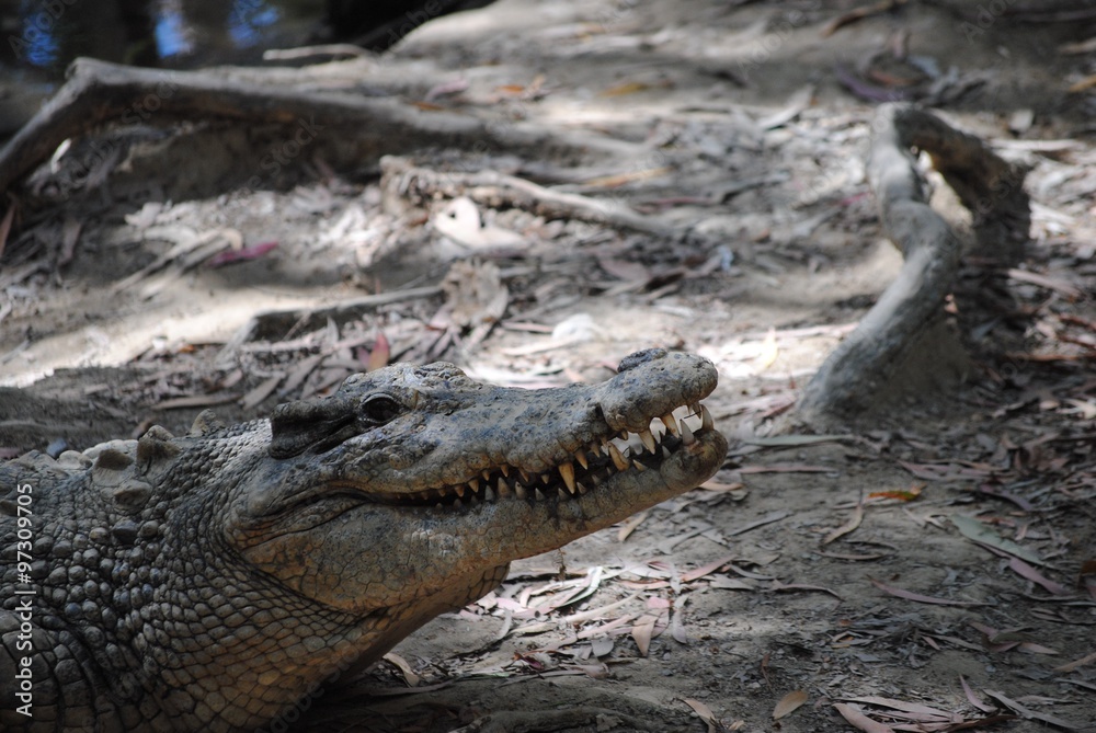 Fototapeta premium Salt water crocodile