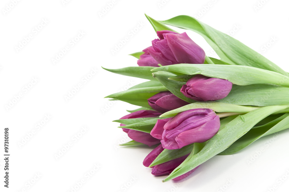 Violet tulips on white background Violet tulips on white background