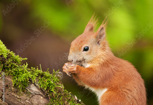 Portrait of europan squirrel eating seeds, horizontal view.