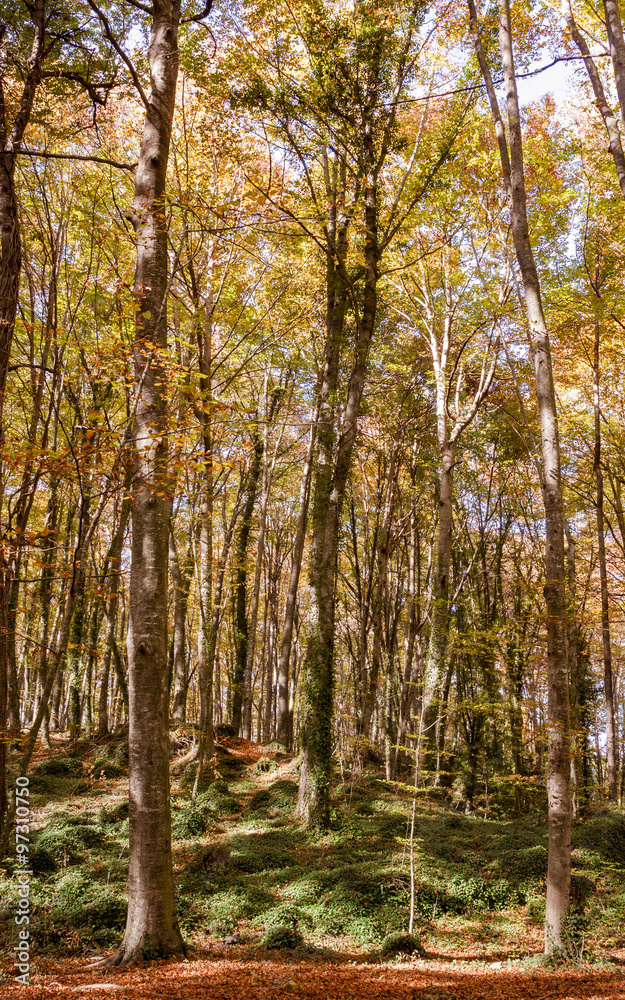 Fototapeta premium Las bukowy