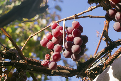 Bunch of red table grapes garden on a sunny day, blue sky, vine