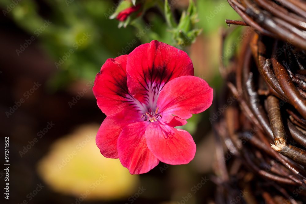 Obraz premium geranium