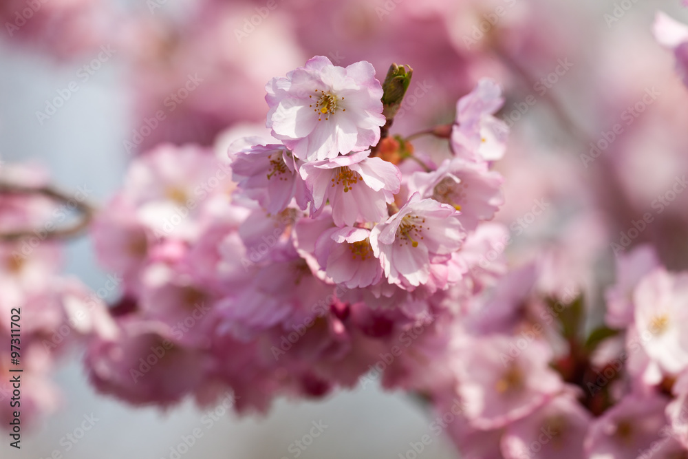 Spring blossoms