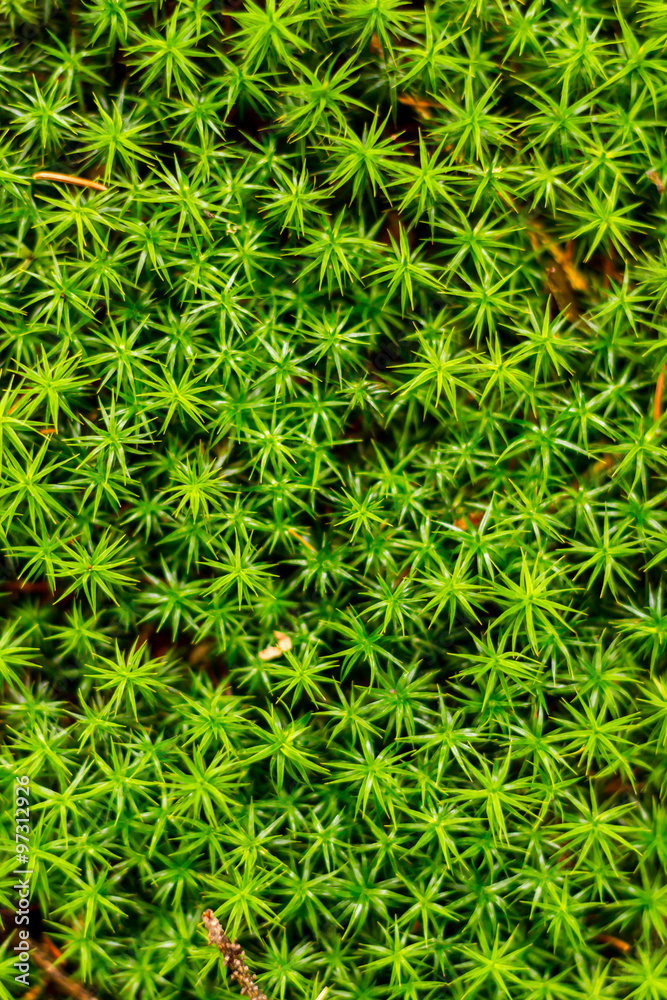 Green moss in the forest