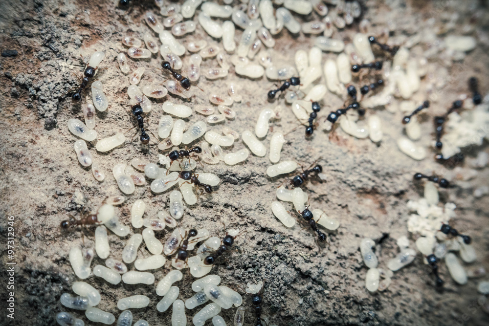 Red Ants Eggs Red Ants Eggs