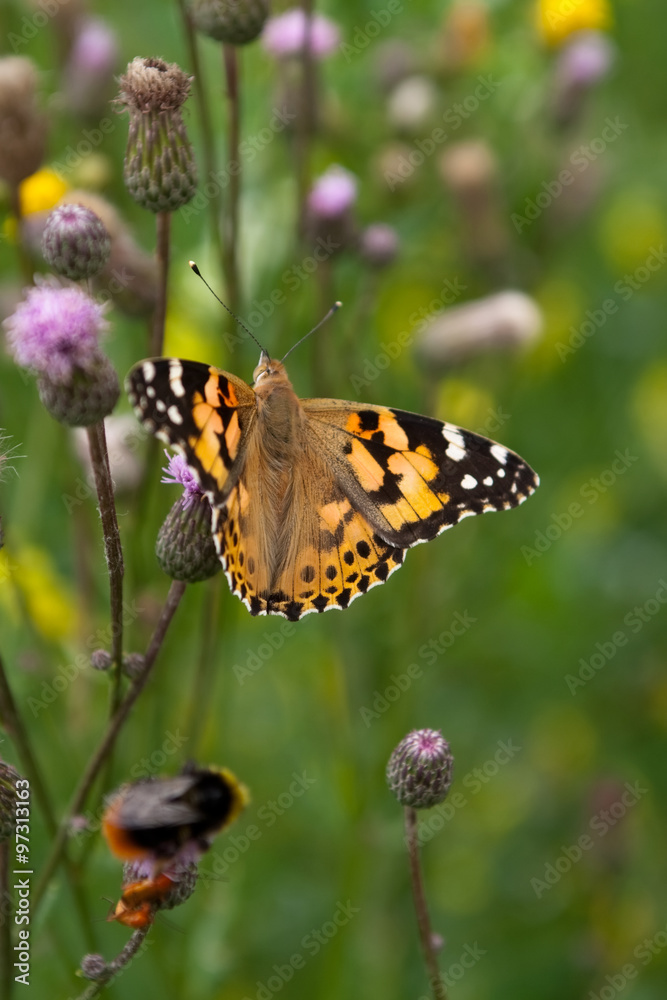 colorful butterfly on the flowers in the grass