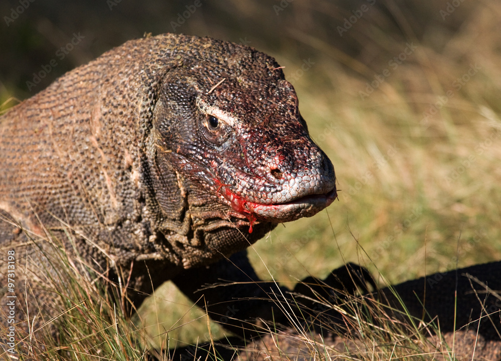Komodo dragons eat their prey. Indonesia. Komodo National Park. An excellent illustration. Komodo dragons eat their prey. Indonesia. Komodo National Park. An excellent illustration.