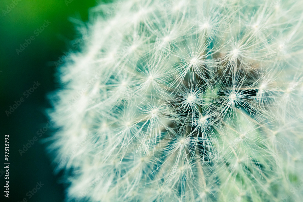 Seeding Dandelion Flower Seeding Dandelion Flower