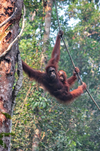 Female Borneo Orangutan with its cub, hanging at the Semenggoh N