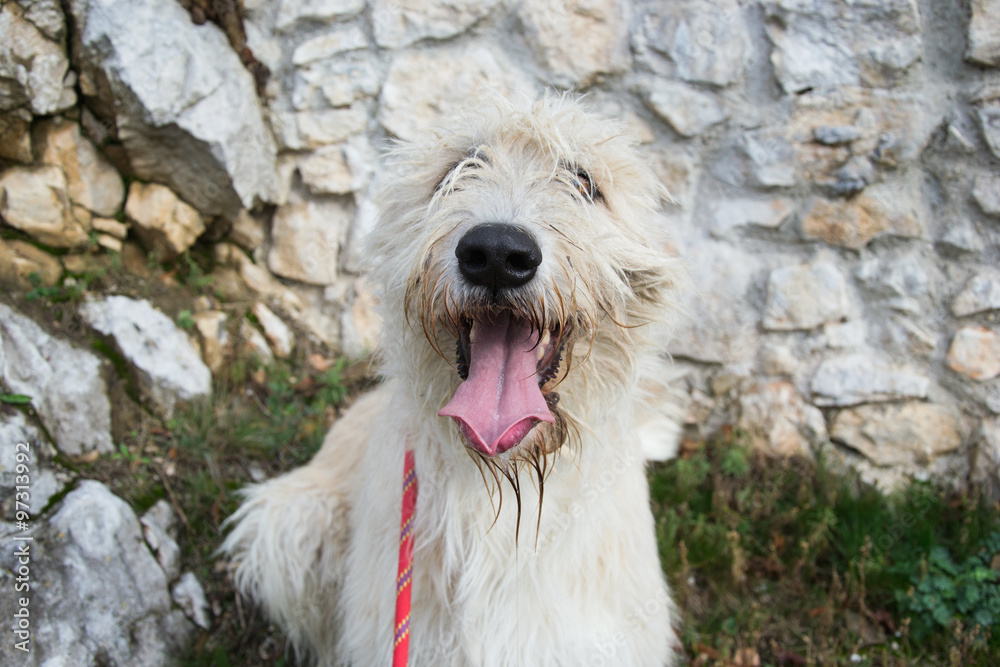 Portrait of beautiful Irish Wolfhound dog Portrait of beautiful Irish Wolfhound dog