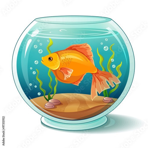 Goldfish in aquarium