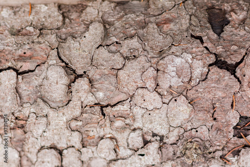 Dry bark