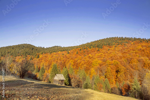 Autumn colorful trees forest , countryside landscape