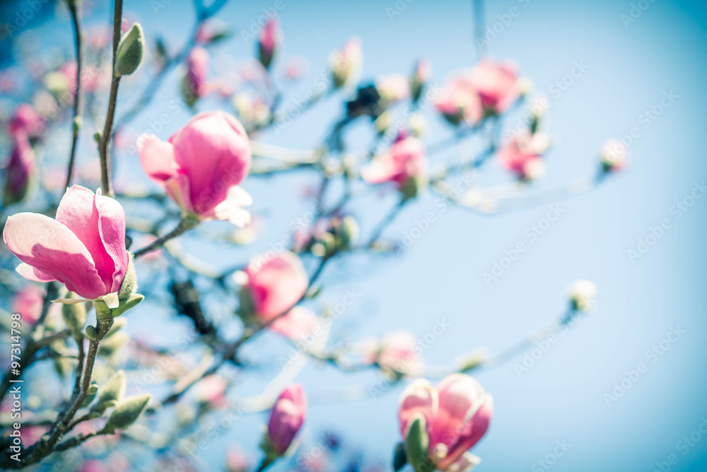 Naklejka premium Magnolia Tulip Tree