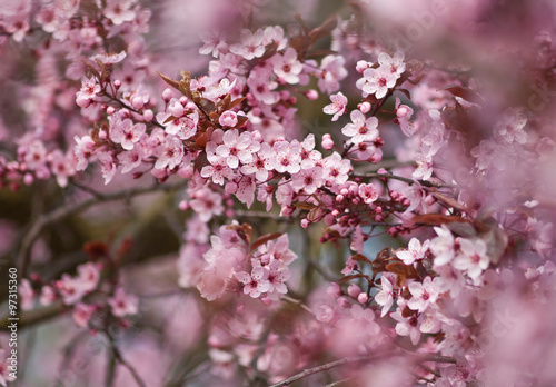 Red Plum Blossoms　 © Tatiana Mirlin