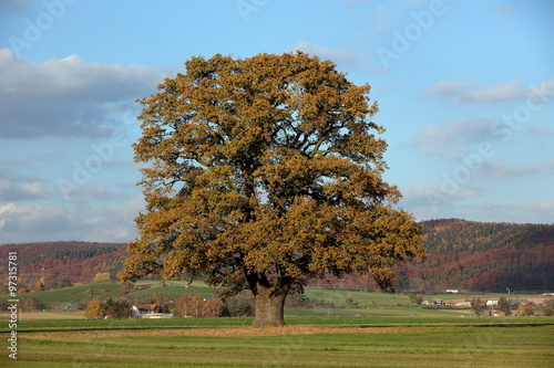 Alte Eiche im goldenen Herbst  photo