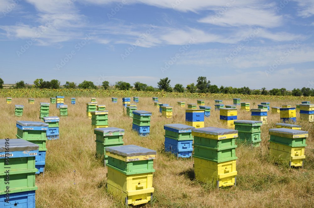 Beehives in a field in front of sunflowers Beehives in a field in front of sunflowers