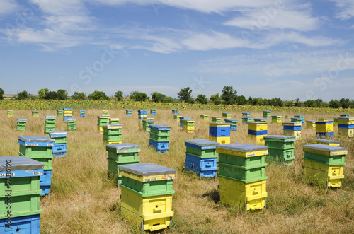 Beehives in a field in front of sunflowers © payamona