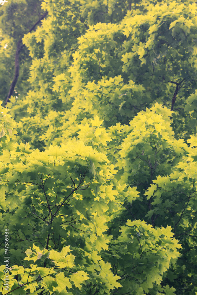 Fototapeta premium Green Maple Tree Leaves