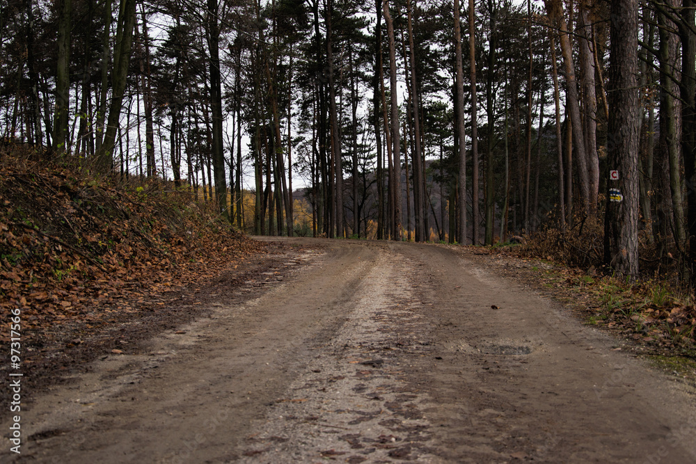 autumn forest, forest road, Fall path in forest with leafs,road passing through the forest, Park path in forest, Fall road in the park autumn forest, forest road, Fall path in forest with leafs,road passing through the forest, Park path in forest, Fall road in the park