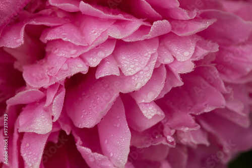 Pink Peony close up in the dew