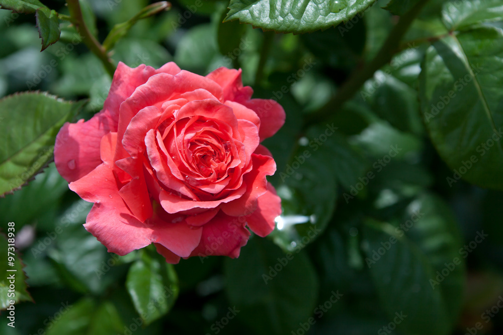 blossom pink roses flower garden blossom pink roses flower garden