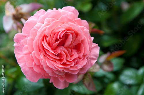 blossom pink roses flower garden