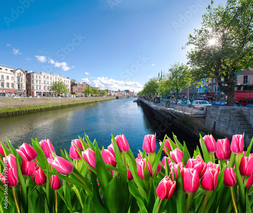 A lot of tulips on bridge of river with buildings on the coast