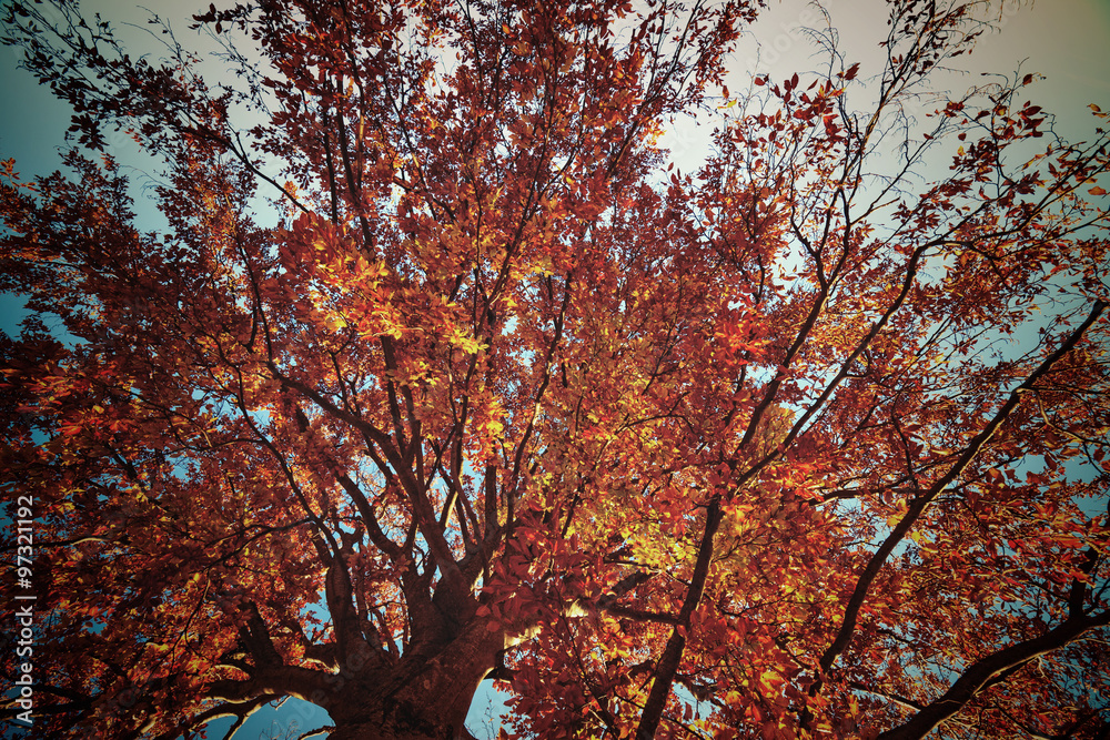 Vintage style photo of bright colors autumn tree