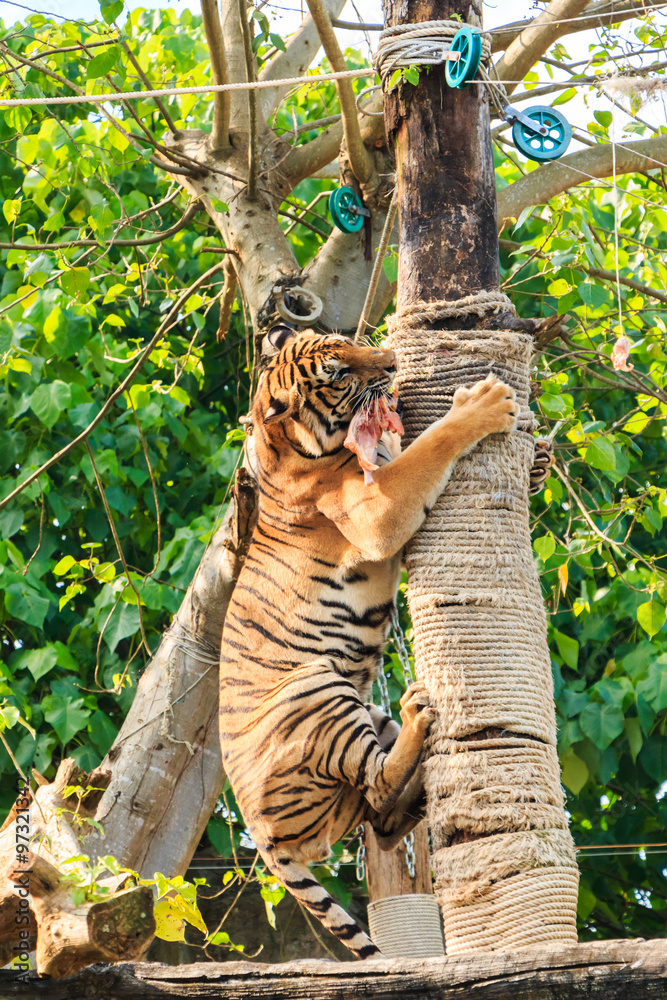 Fototapeta premium Tiger