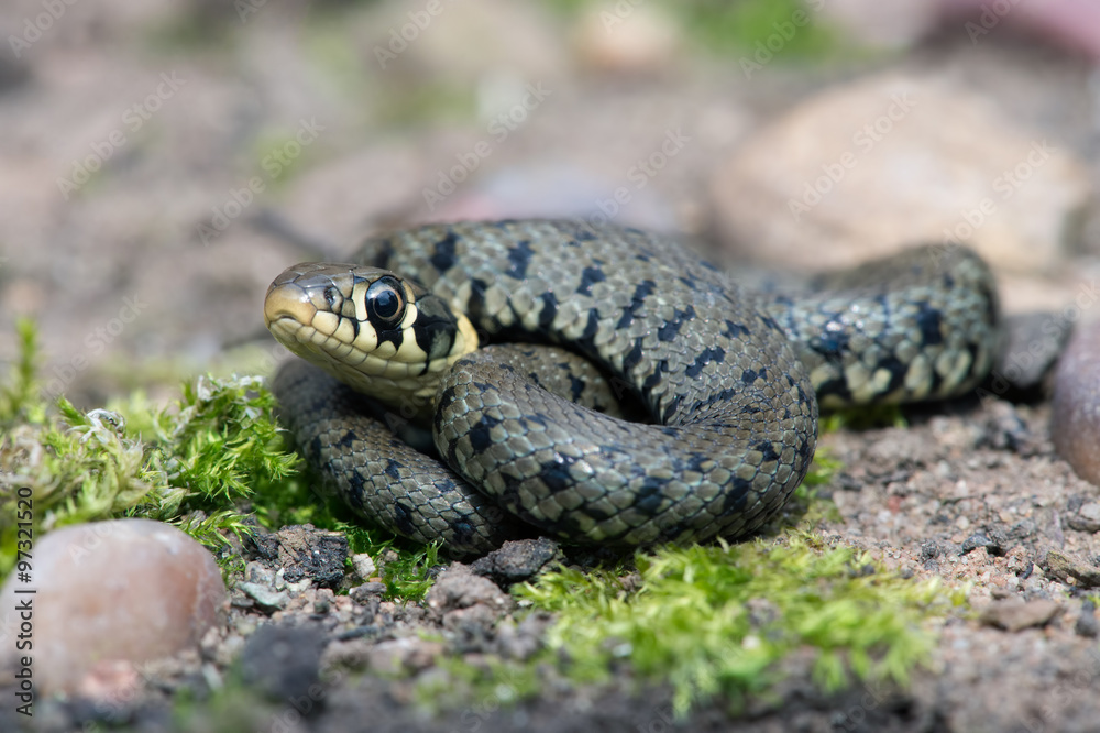 Grass Snake (Natrix Natrix)/Juvenile Grass Snake on mossy, stone covered floor Grass Snake (Natrix Natrix)/Juvenile Grass Snake on mossy, stone covered floor