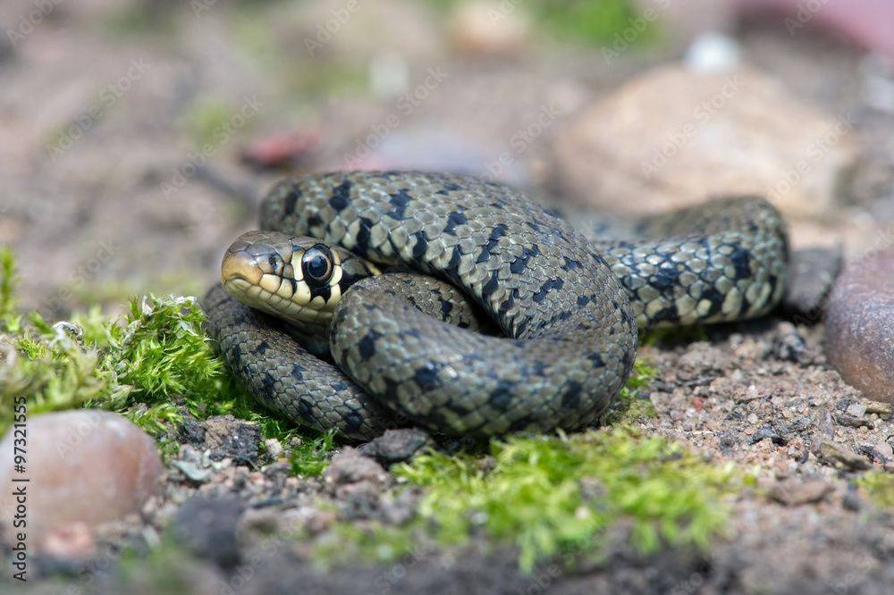 Grass Snake (Natrix Natrix)/Juvenile Grass Snake on mossy, stone covered floor Grass Snake (Natrix Natrix)/Juvenile Grass Snake on mossy, stone covered floor
