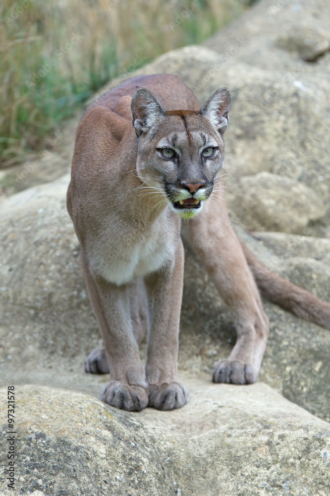 Obraz premium Cougar (Puma Concolor) / Cougar stojący na dużych gładkich szarych skałach