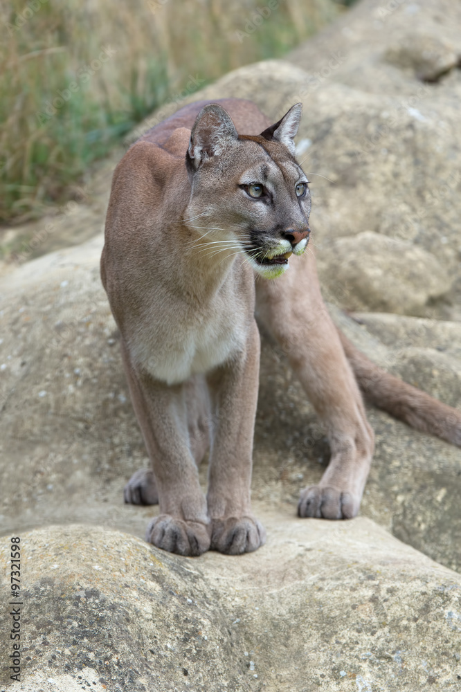Naklejka premium Cougar (Puma Concolor) / Cougar stojący na dużych gładkich szarych skałach