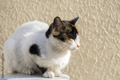 Kedi