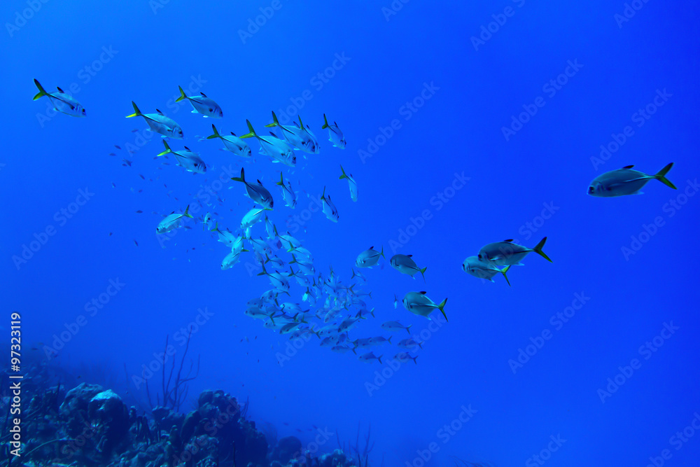 Fototapeta premium Horse-eye jacks