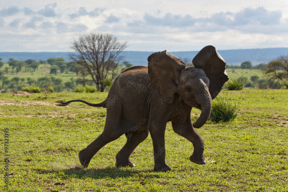 Obraz premium Elefant tanzt