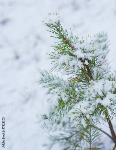 sprigs of spruce in the snow