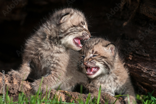 Two Crying Bobcat Kittens (Lynx rufus) © hkuchera